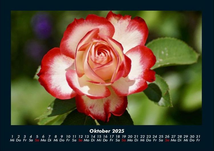 Produktbild: Blumentr&auml;ume 2025 Fotokalender DIN A4
