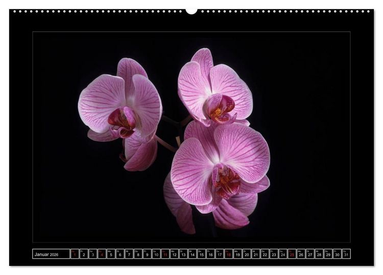 Produktbild: Orchideen 2026 (Wandkalender 2026 DIN A2 quer), CALVENDO Monatskalender