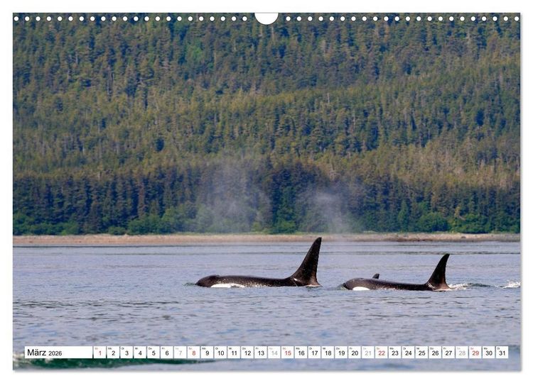 Produktbild: Alaska - Lockruf der Wildnis (Wandkalender 2026 DIN A3 quer), CALVENDO Monatskalender