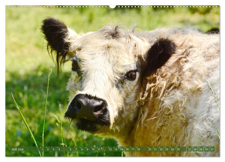 Produktbild: Eifeler Kuhwiesen (hochwertiger Premium Wandkalender 2026 DIN A2 quer), Kunstdruck in Hochglanz