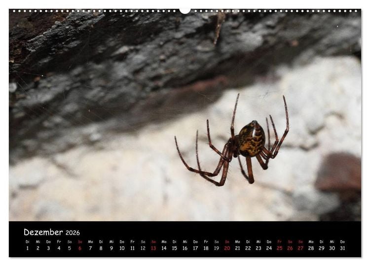 Produktbild: Heimische Spinnen (Wandkalender 2026 DIN A2 quer), CALVENDO Monatskalender