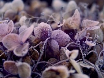Produktbild: CALVENDO Puzzle Frost auf getrockneten Bl&uuml;ten | 1000 Teile Lege-Gr&ouml;&szlig;e 64x48cm Foto-Puzzle f&uuml;r gl&uuml;ckliche Stunden