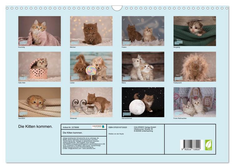 Produktbild: Die Kitten kommen. (Wandkalender 2026 DIN A3 quer), CALVENDO Monatskalender