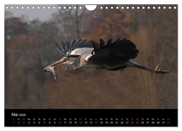 Produktbild: Aus dem Leben der Graureiher (Wandkalender 2026 DIN A4 quer), CALVENDO Monatskalender