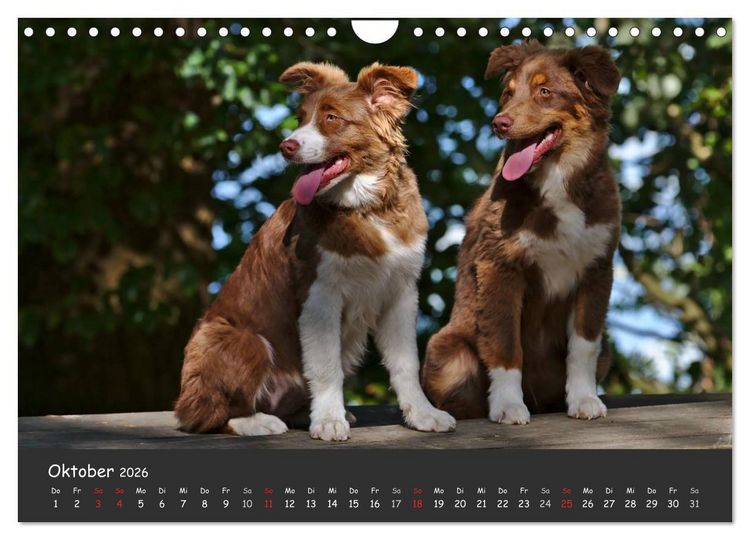 Produktbild: Australian Shepherd - Augenblicke (Wandkalender 2026 DIN A4 quer), CALVENDO Monatskalender