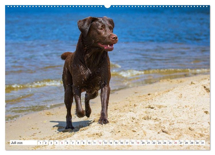 Produktbild: Labrador Retriever - Freunde f&uuml;r&acute;s Leben (hochwertiger Premium Wandkalender 2026 DIN A2 quer), Kunstdruck in Hochglanz