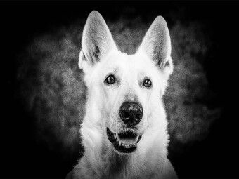 Produktbild: CALVENDO Puzzle Sch&auml;ferhund | 1000 Teile Lege-Gr&ouml;&szlig;e 64x48cm Foto-Puzzle f&uuml;r gl&uuml;ckliche Stunden