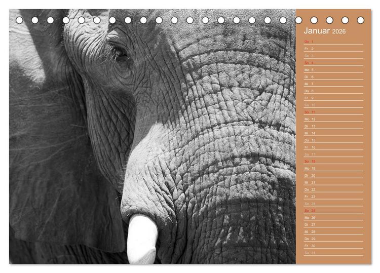 Produktbild: Afrika - Faszinierende Tierwelt (Tischkalender 2026 DIN A5 quer), CALVENDO Monatskalender