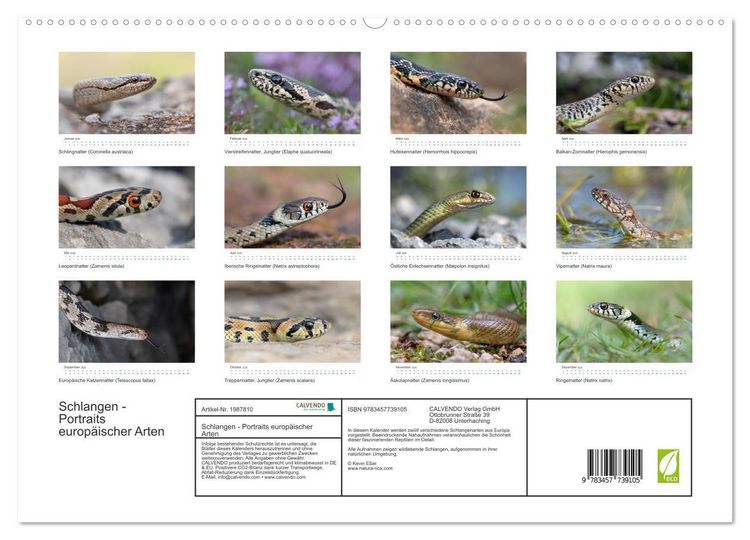 Produktbild: Schlangen - Portraits europ&auml;ischer Arten (hochwertiger Premium Wandkalender 2026 DIN A2 quer), Kunstdruck in Hochglanz