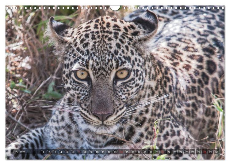 Produktbild: Leoparden - Geheimnisvolle J&auml;ger (Wandkalender 2026 DIN A3 quer), CALVENDO Monatskalender