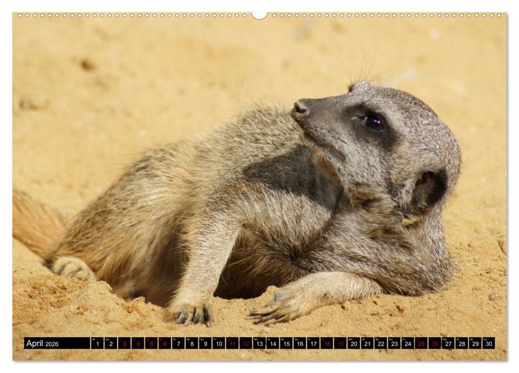 Produktbild: Lustige Erdm&auml;nnchen (Wandkalender 2026 DIN A2 quer), CALVENDO Monatskalender