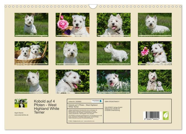 Produktbild: Kobold auf 4 Pfoten - West Highland White Terrier (Wandkalender 2026 DIN A3 quer), CALVENDO Monatskalender