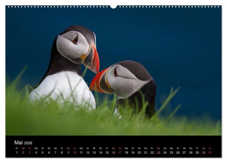 Produktbild: Welt der Papageitaucher (hochwertiger Premium Wandkalender 2026 DIN A2 quer), Kunstdruck in Hochglanz