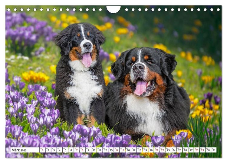 Produktbild: Berner Sennenhunde - Freunde f&uuml;r ein ganzes Leben (Wandkalender 2026 DIN A4 quer), CALVENDO Monatskalender