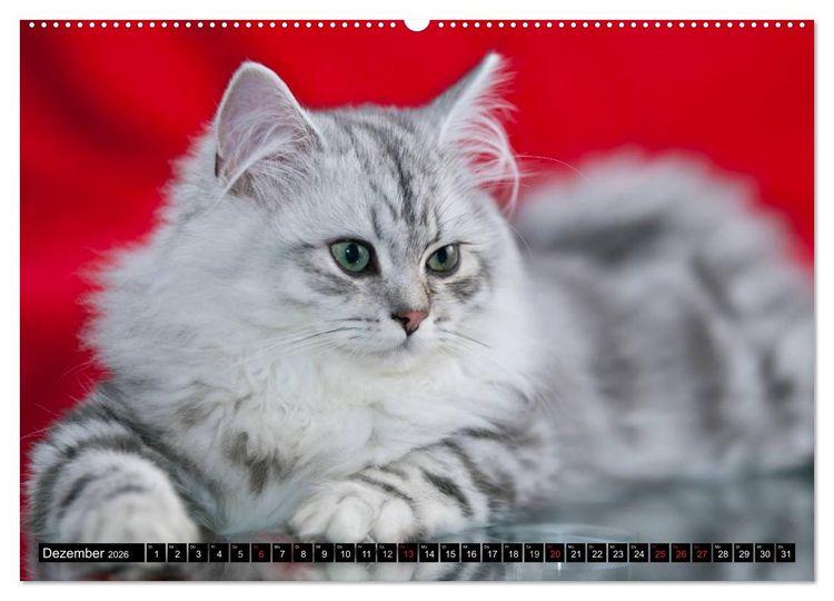 Produktbild: Rassekatzen (Wandkalender 2026 DIN A2 quer), CALVENDO Monatskalender