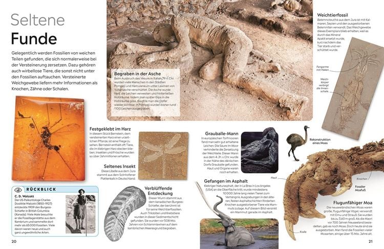 Produktbild: Memo Wissen. Fossilien