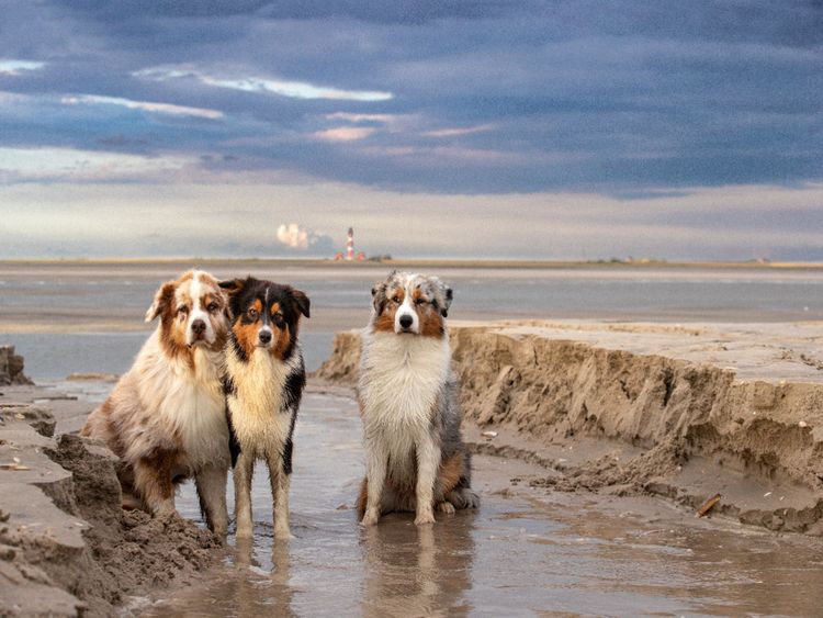 Produktbild: CALVENDO Puzzle Australian Shepherd 2022 1000 Teile Lege-Gr&ouml;&szlig;e 640 x 480 cm Foto-Puzzle Bild von Annett Mirsberger