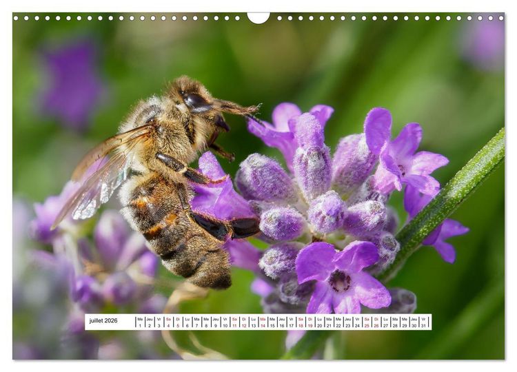 Produktbild: La vie de nos prairies - Les gu&ecirc;pes et les abeilles (Calendrier mural 2026 DIN A3 vertical), CALVENDO calendrier mensuel