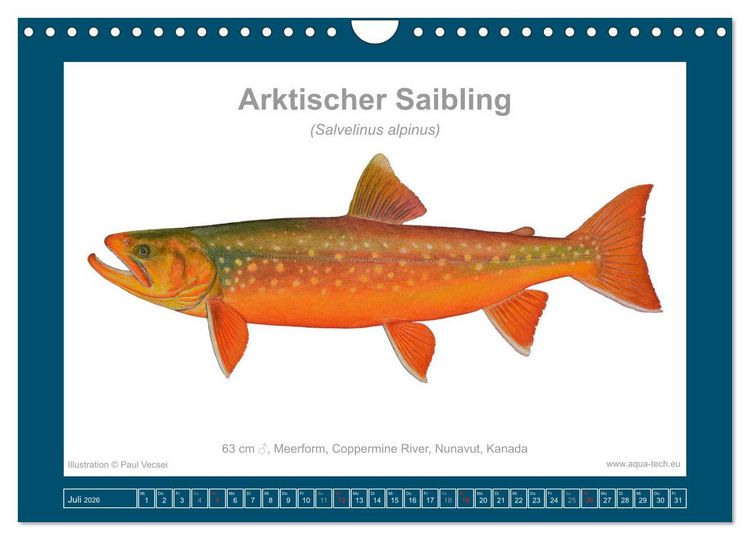 Produktbild: Fisch als Kunst 2026: Amerikanische Saiblinge (Wandkalender 2026 DIN A4 quer), CALVENDO Monatskalender
