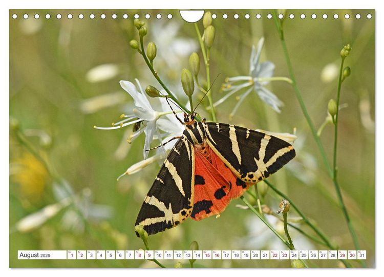 Produktbild: Nachtfalter - heimlich unterwegs, aber unheimlich sch&ouml;n (Wandkalender 2026 DIN A4 quer), CALVENDO Monatskalender