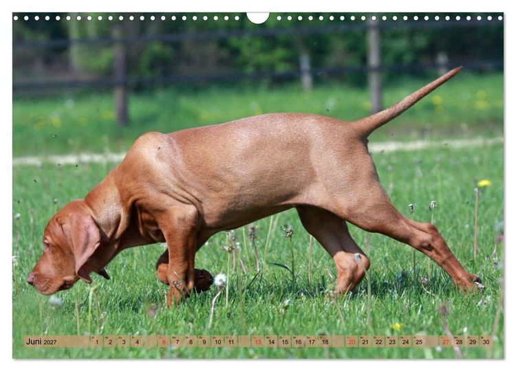 Produktbild: Magyar Vizsla - Vielseitiger Jagdhund mit Familienanschluss (Wandkalender 2027 DIN A3 quer), CALVENDO Monatskalender