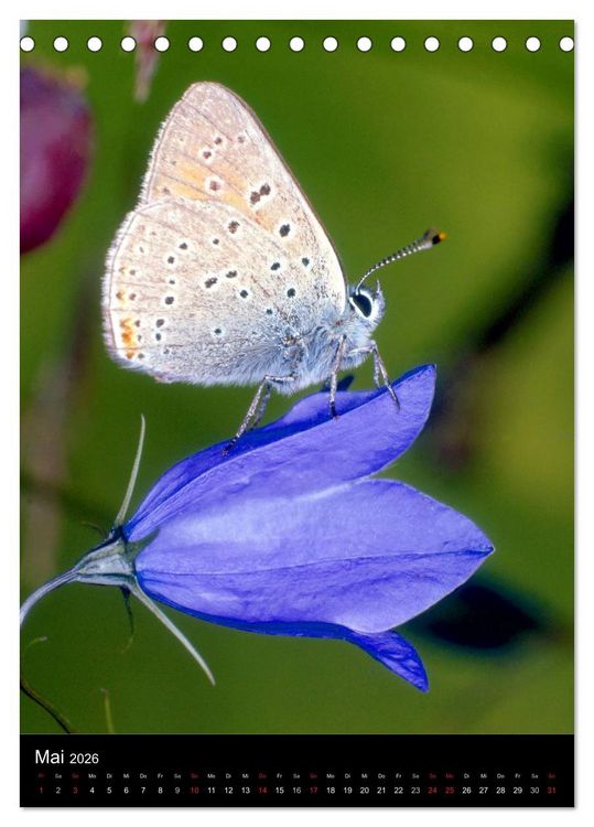 Produktbild: Schmetterlilnge und Blumen (Tischkalender 2026 DIN A5 hoch), CALVENDO Monatskalender