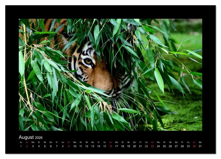 Produktbild: Welt der Katzen - Tiger (Wandkalender 2026 DIN A4 quer), CALVENDO Monatskalender
