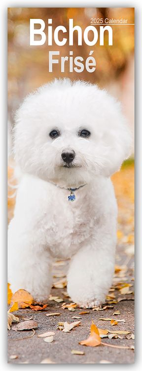 Produktbild: Bichon Frisé 2025