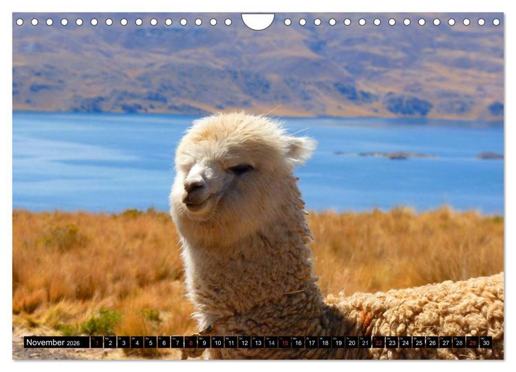 Produktbild: Alpakas und Lamas (Wandkalender 2026 DIN A4 quer), CALVENDO Monatskalender