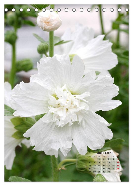 Produktbild: Malvenbl&uuml;te (Tischkalender 2026 DIN A5 hoch), CALVENDO Monatskalender