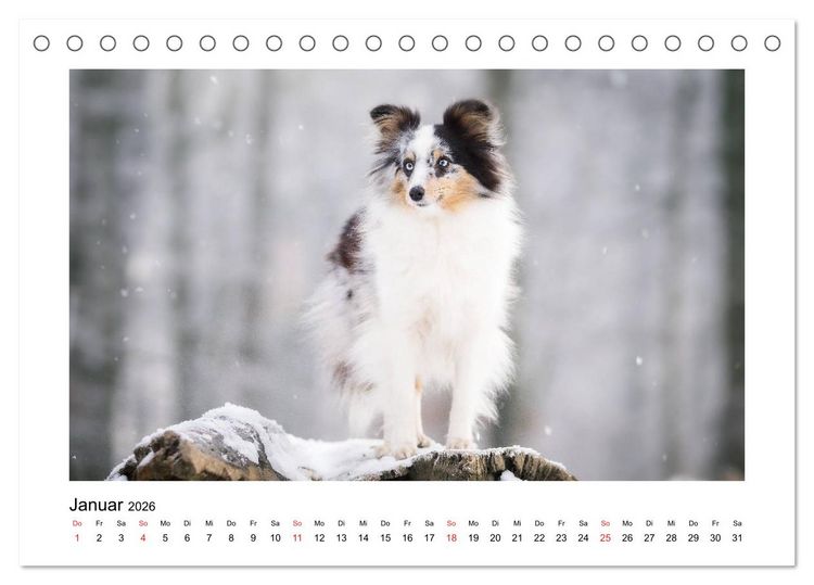 Produktbild: Herzensshelties - Shetland Sheepdogs (Tischkalender 2026 DIN A5 quer), CALVENDO Monatskalender