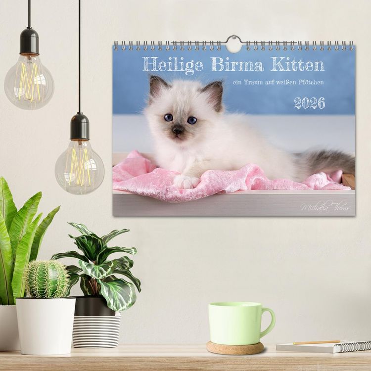 Produktbild: Heilige Birma Kitten - ein Traum auf wei&szlig;en Pf&ouml;tchen (Wandkalender 2026 DIN A4 quer), CALVENDO Monatskalender