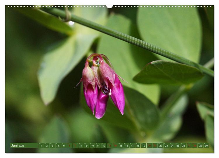 Produktbild: Natur, die bezaubert (Wandkalender 2026 DIN A2 quer), CALVENDO Monatskalender