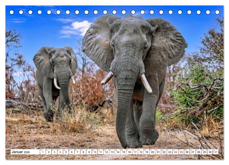 Produktbild: Elefanten-Traum - Herzenssache Afrika (Tischkalender 2026 DIN A5 quer), CALVENDO Monatskalender