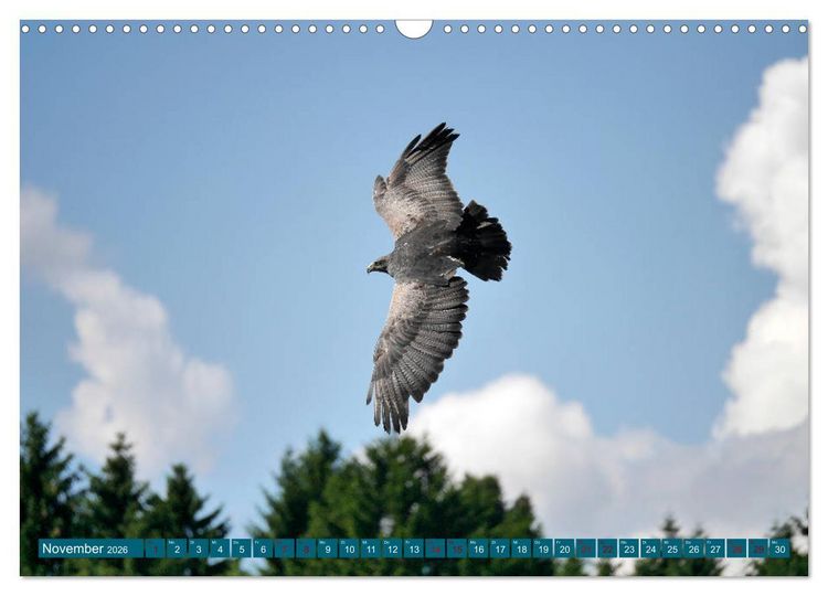 Produktbild: Weltvogelpark Walsrode - Die Vielfalt der Vogelarten (Wandkalender 2026 DIN A3 quer), CALVENDO Monatskalender