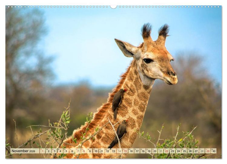 Produktbild: Eswatini - K&ouml;nigreich im s&uuml;dlichen Afrika (Wandkalender 2026 DIN A2 quer), CALVENDO Monatskalender