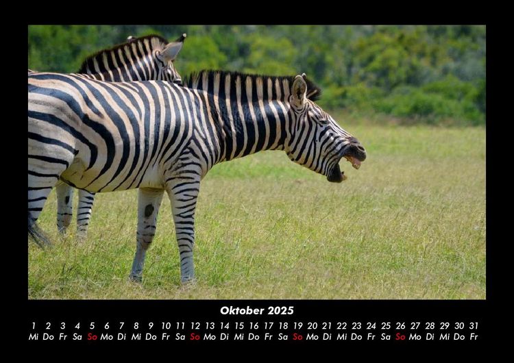 Produktbild: Tiere in der Wildnis 2025 Fotokalender DIN A3