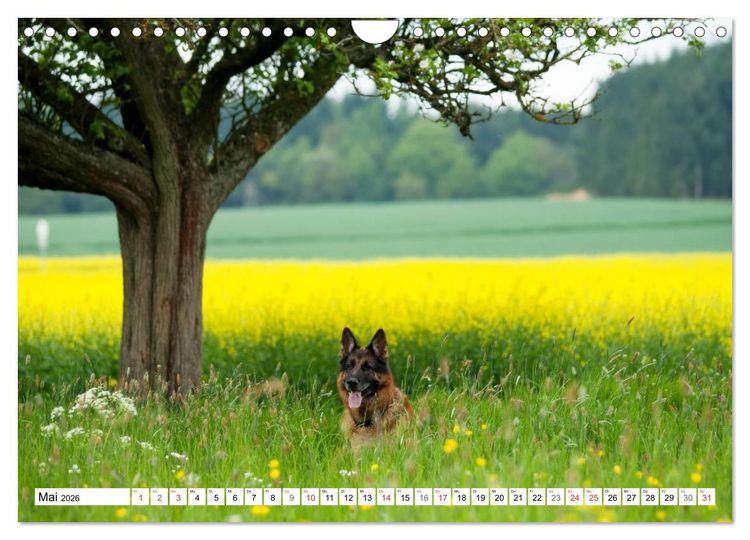 Produktbild: Deutscher Sch&auml;ferhund - Der beste Freund des Menschen (Wandkalender 2026 DIN A4 quer), CALVENDO Monatskalender