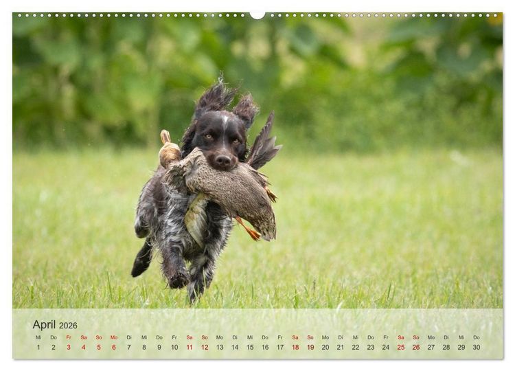 Produktbild: Treue Jagdgef&auml;hrten Der kleine M&uuml;nsterl&auml;nder (hochwertiger Premium Wandkalender 2026 DIN A2 quer), Kunstdruck in Hochglanz