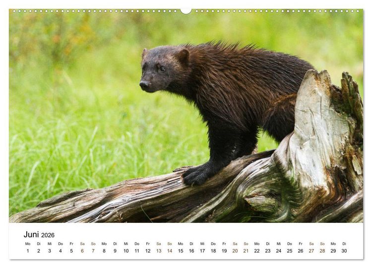 Produktbild: Finnland: eine tierische Entdeckungsreise (Wandkalender 2026 DIN A2 quer), CALVENDO Monatskalender