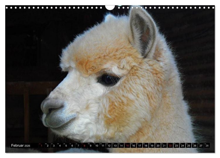 Produktbild: Alpakas und Lamas (Wandkalender 2026 DIN A3 quer), CALVENDO Monatskalender