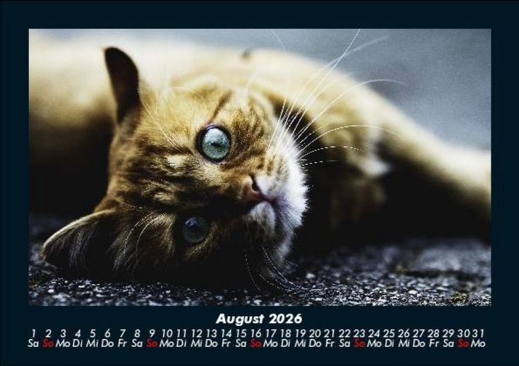Produktbild: F&uuml;r Katzenfreunde 2026 Fotokalender DIN A5