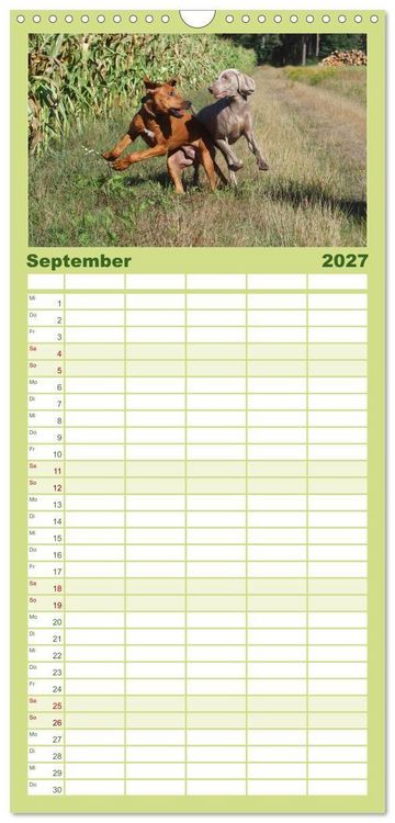 Produktbild: Familienplaner 2027 - Rhodesian Ridgeback - Jung, wild, zuckers&uuml;&szlig; mit 5 Spalten (Wandkalender, 21 x 45 cm) CALVENDO
