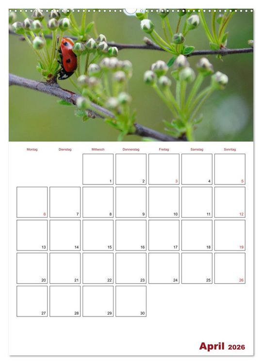 Produktbild: Marienk&auml;fergl&uuml;ck (hochwertiger Premium Wandkalender 2026 DIN A2 hoch), Kunstdruck in Hochglanz