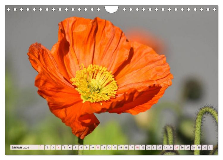 Produktbild: Mohnblumen. Leuchtender Liebreiz auf Wiesen und in G&auml;rten (Wandkalender 2026 DIN A4 quer), CALVENDO Monatskalender