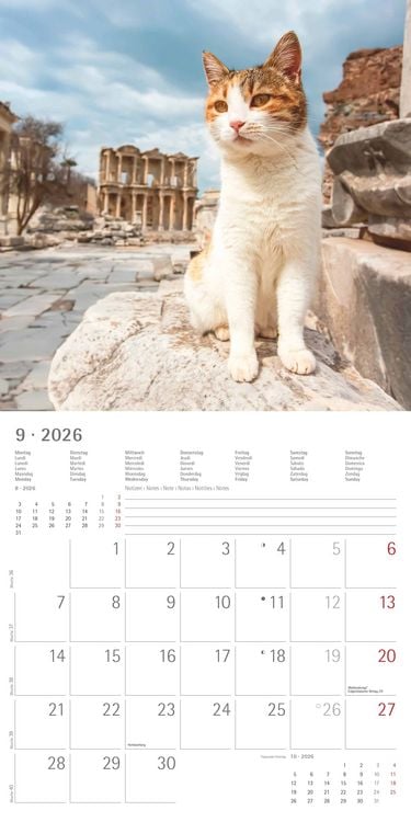 Produktbild: Katzen 2026 - Broschürenkalender 30x30 cm (30x60 geöffnet) - Kalender mit Platz für Notizen - Cats - Bildkalender - Wandplaner - Katzenkalender