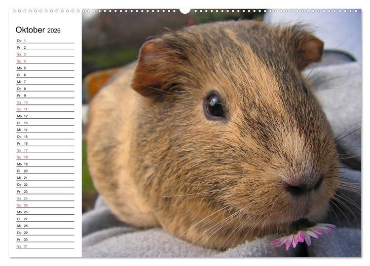 Produktbild: Meerschweinchen Niedliche Herzensbrecher (hochwertiger Premium Wandkalender 2026 DIN A2 quer), Kunstdruck in Hochglanz
