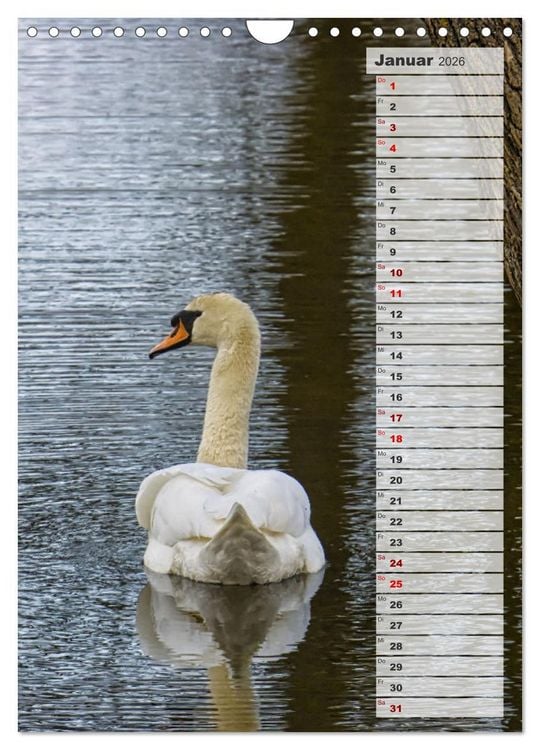 Produktbild: Stolze Schw&auml;ne (Wandkalender 2026 DIN A4 hoch), CALVENDO Monatskalender