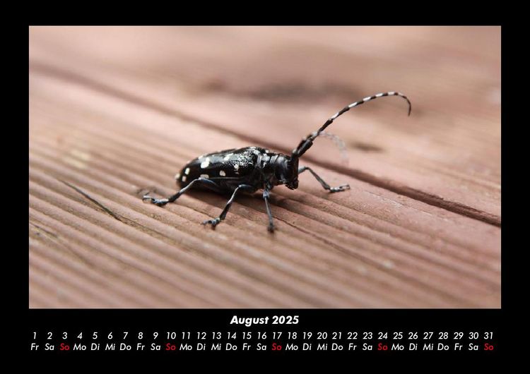 Produktbild: Waldbewohner 2025 Fotokalender DIN A3