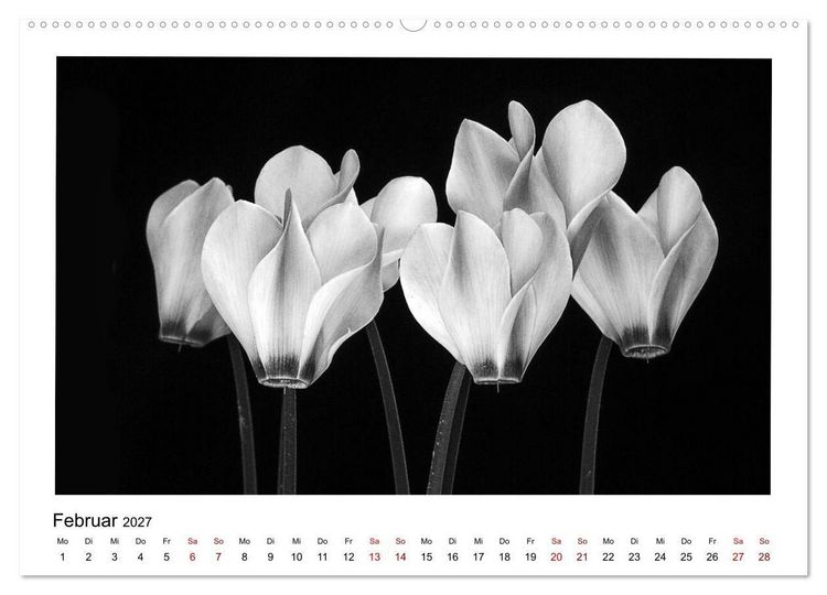 Produktbild: Die grafische Sch&ouml;nheit der Pflanzen &ndash; Schwarz-Wei&szlig; (hochwertiger Premium Wandkalender 2027 DIN A2 quer), Kunstdruck in Hochglanz